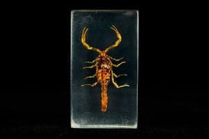 en scorpion är visas i en glas blockera foto