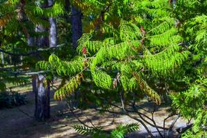 rhus tyfin i oktober. rhus tyfina, sven sumak, är en arter av blommande växt i de Anacardiaceae familj. foto