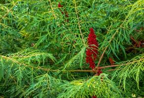 rhus tyfin i juli. rhus tyfina, sven sumak, är en arter av blommande växt i de Anacardiaceae familj. foto