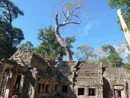 ta prohm tempel i angkor wat komplex, siem skörd kambodja. foto