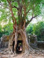 ta som tempel, siem skördar Kambodja. dörrport djungelträd antennerötter. foto