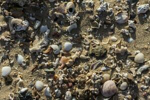 massa av annorlunda skal i de sand från de strand på semester foto