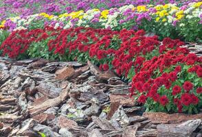 krysantemum färgad trädgård fält, sommar växt färsk flora utomhus. ai genererad. foto