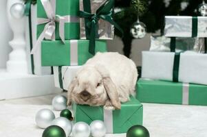 en grå svarta öron kanin sitter på en gåva låda under de jul träd foto