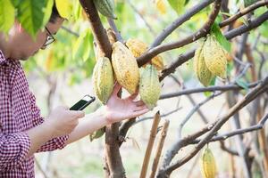 frukt trädgårdsmästare studie kakao plantage foto