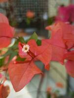 papper blommor eller bougainvillea foto