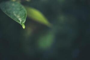 vattendroppe och grönt blad foto