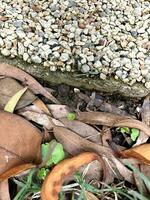 akacia frön och magnolia löv på jord nära grus Spår. höst, fallen löv. naturlig abstrakt bakgrund. fallen lövverk. gul, orange, grön och brun oktober höst löv. utanför. foto