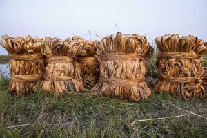 några tjock gyllene bunt av rå jute är på de fält. detta är de kallad gyllene fiber i bangladesh foto