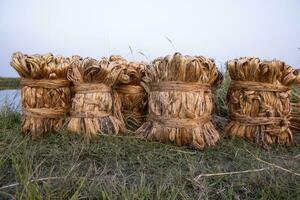 några tjock gyllene bunt av rå jute är på de fält. detta är de kallad gyllene fiber i bangladesh foto