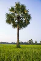 de handflatan träd i de grön ris fält med blå himmel i de landsbygden av bangladesh landskap se foto