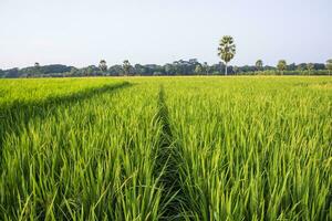 lantbruk landskap se av de spannmål ris fält i de landsbygden av bangladesh foto