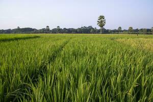 lantbruk landskap se av de spannmål ris fält i de landsbygden av bangladesh foto