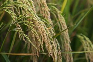 gyllene spannmål ris spika skörda av ris fält. selektiv fokus foto