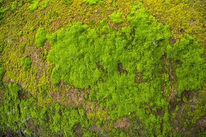 svampar grön mossa gammal betong vägg abstrakt textur bakgrund tapet. rostig, grungy, grynig årgång bakgrund foto