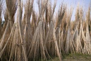 många jute pinnar är staplade för Sol torkning på sadarpur, faridpur, bangladesh. ett och endast jute odling är i faridpur, bangladesh foto