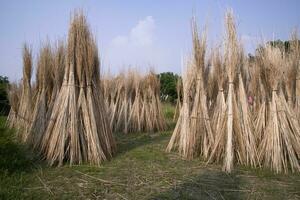 många jute pinnar är staplade för Sol torkning på sadarpur, faridpur, bangladesh. ett och endast jute odling är i faridpur, bangladesh foto