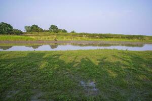 grön fält, ängar, och blå himmel landskap se med padma flod kanal i bangladesh foto