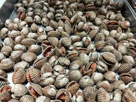 kerang dara eller kerang darah eller anadara granosa. vanligen förbrukad förbi öst asiatisk och söder öst asiatisk människor. naturlig abstrakt bakgrund. traditionell skaldjur ingrediens. foto