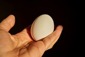 vit kyckling ägg i en kvinnas hand. foto