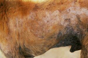 sjukdomen på smutsig herrelös hund bli sjuk hud dermatit insjuknat i spetälska med håravfall problem och hud sårskorpor svamppatogener av dermatologi smutsiga, fästingar, loppor. husdjur hälsoproblem koncept. foto