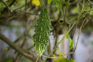 bitter kalebass eller corolla rå friska vegetabiliska hängande på de trädgård träd med de suddigt bakgrund foto