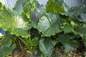 grön alocasia eller elefant öra träd växt naturlig textur bakgrund foto