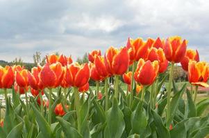 textur av ett fält med flerfärgade blommade tulpaner foto