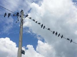 duvor som sitter på en elektrisk kabel med blå himmel och moln foto