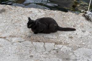 svart katt på piren i balaklava, sevastopol foto