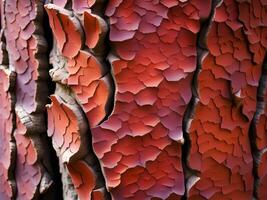 textur av de träd bark, stänga upp foto
