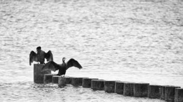 skarv på en groyne på de baltic hav i svart och vit. fåglar torr deras fjädrar foto