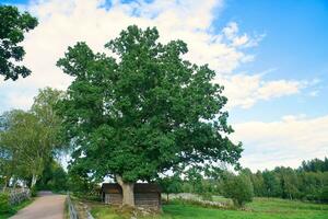 gammal ek träd på en vid vägkanten nära en äng. fält med gräs, blå himmel. landskap foto