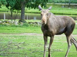 älg ko i skandinavien på en äng. kung av de skogar i Sverige. största däggdjur foto