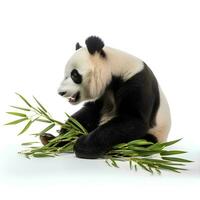 en panda äter bambu på ett isolerat vit bakgrund, ai generativ foto