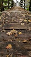 trä- docka med falla löv foto