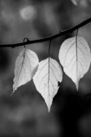Foto med färgrik höst löv. bakgrund med magisk höst.
