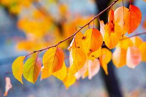 Foto med färgrik höst löv. bakgrund med magisk höst.