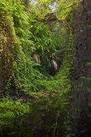 thailands rayong botanisk trädgård är en mangrove skog med härlig träd den där reflektera på de närliggande sjö. foto