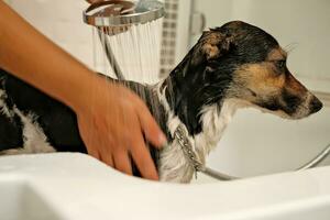 de flicka tvättar de hund. hygien av sällskapsdjur. badning de hund med schampo. vatten droppande på de hund foto