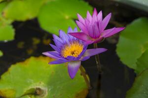 lotus blomma i vatten foto