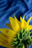 skön solros stänga upp, solros på blå bakgrund, ukrainska symbol, tryck för vykort, tapeter, omslag design, affisch ,kalender,reklam,förpackning,hälsning kort, gul blomma. foto