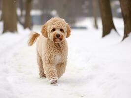 hund under en vinter- promenad ai generativ foto