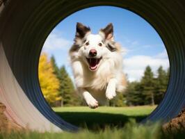 pigg hund tävlings genom ett rörlighet kurs ai generativ foto