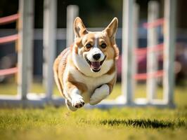 pigg hund tävlings genom ett rörlighet kurs ai generativ foto