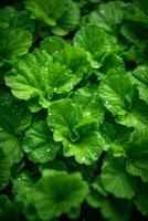 färsk grön sallad med vatten droppar i vegetabiliska trädgård, friska mat begrepp, ai generativ foto