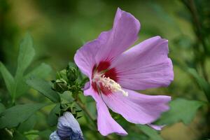 rosa blommande hibiskus blomma i de sommar foto