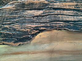 närbild av träd trunk. betong trä textur. träd bark textur av de cement lättnad plåster vägg med naturlig Färg måla. foto