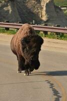 Fantastisk norr amerikan buffel i norr Amerika foto