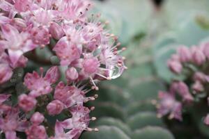 stänga upp av rosa spirea japanska foto